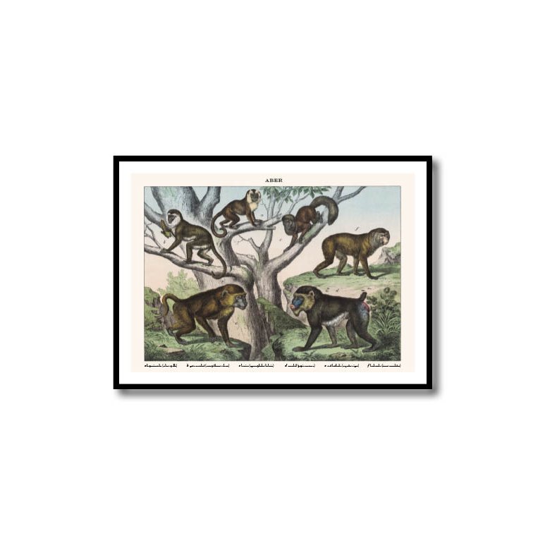 Nature poster 50x70cm in frame