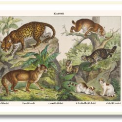 Nature poster 50x70cm in frame