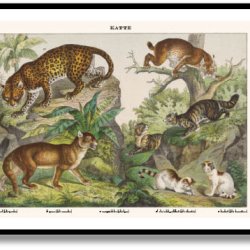 Nature poster 50x70cm in frame