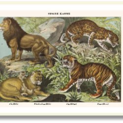 Nature poster 50x70cm in frame