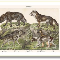 Nature poster 50x70cm in frame