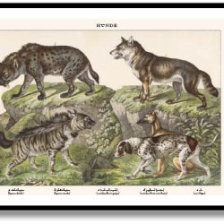 Nature poster 50x70cm in frame