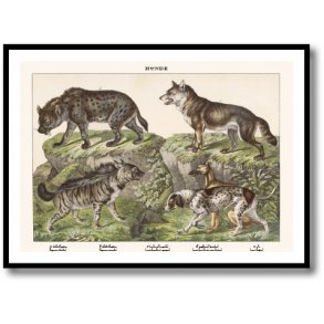 Nature poster 50x70cm in frame