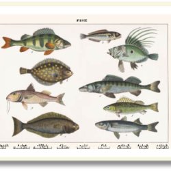 Nature poster 50x70cm in frame