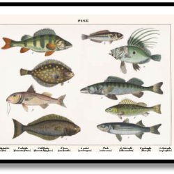 Nature poster 50x70cm in frame