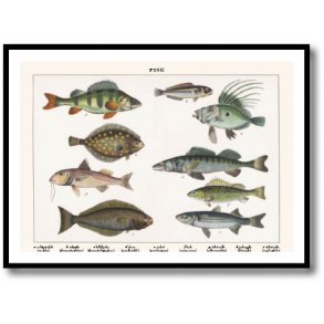 Natur plakat 50x70cm i ramme