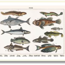 Nature poster 50x70cm in frame