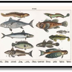 Nature poster 50x70cm in frame