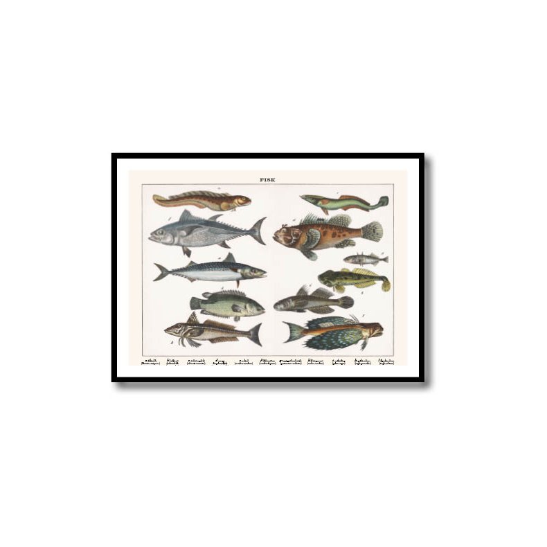 Natur plakat 50x70cm i ramme
