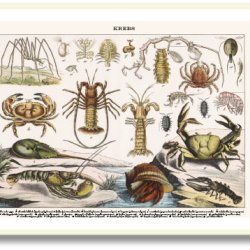 Nature poster 50x70cm in frame