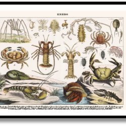 Nature poster 50x70cm in frame