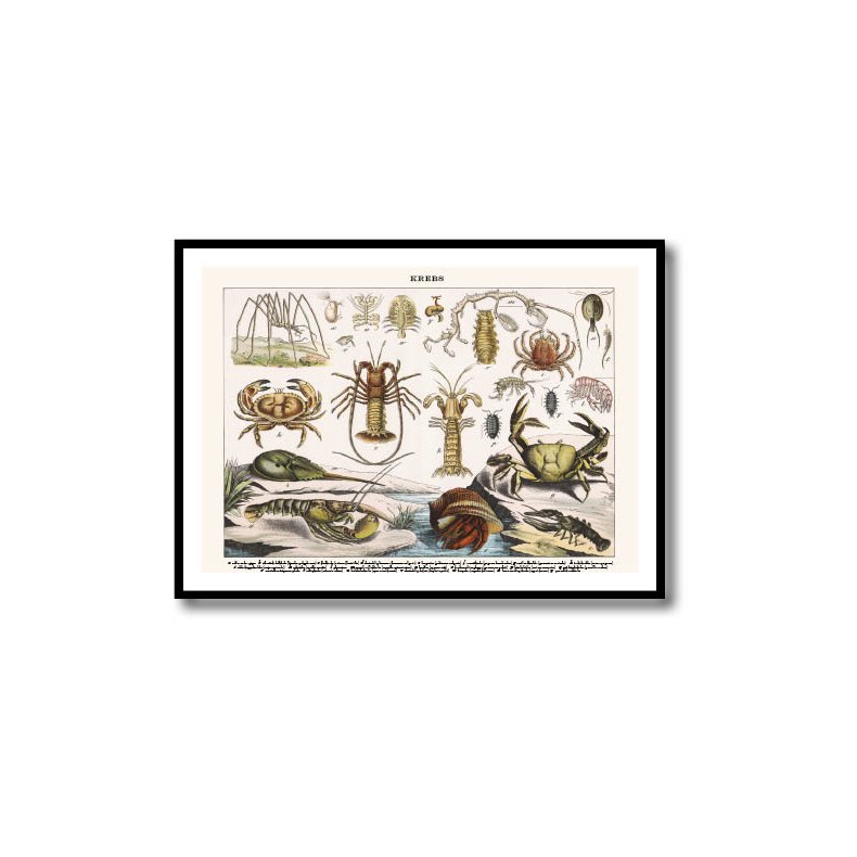 Nature poster 50x70cm in frame