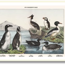 Nature poster 50x70cm in frame