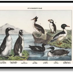 Nature poster 50x70cm in frame