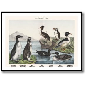 Nature poster 50x70cm in frame