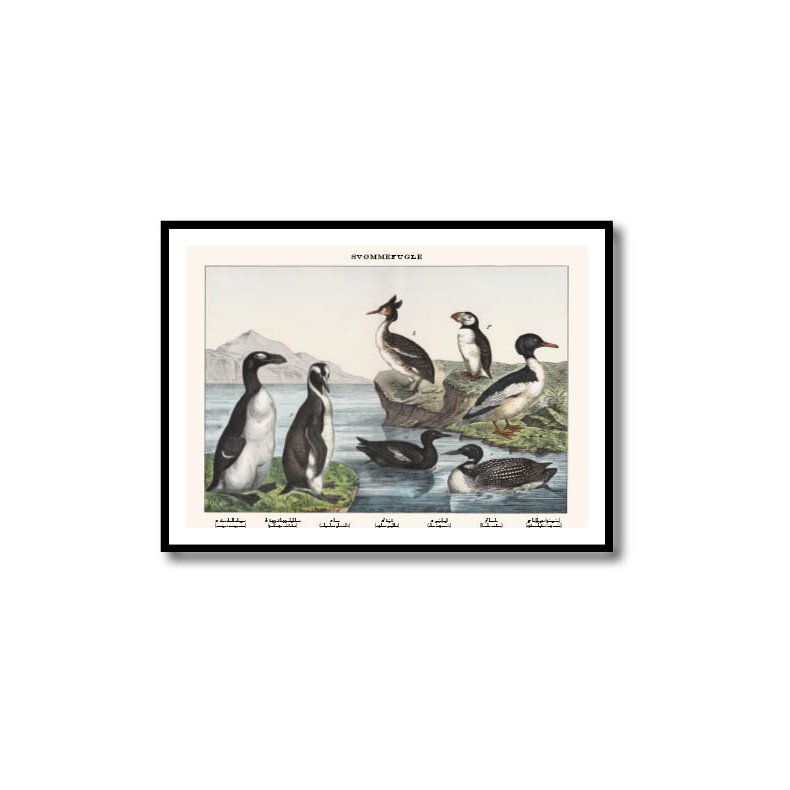 Nature poster 50x70cm in frame