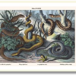 Nature poster 50x70cm in frame