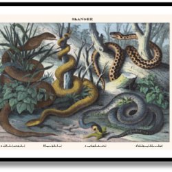 Nature poster 50x70cm in frame