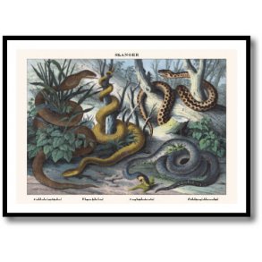 Natur plakat 50x70cm i ramme