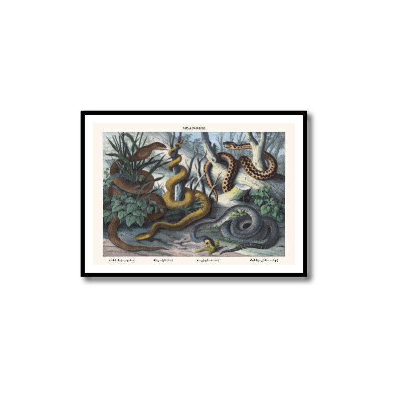 Natur plakat 50x70cm i ramme