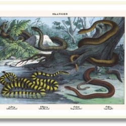 Nature poster 50x70cm in frame