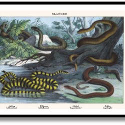 Nature poster 50x70cm in frame