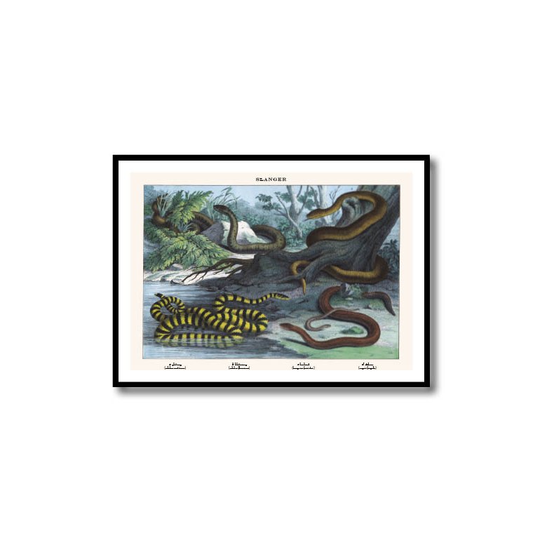 Natur plakat 50x70cm i ramme