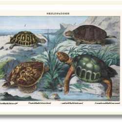 Natur plakat 50x70cm i ramme