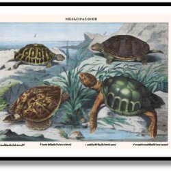 Natur plakat 50x70cm i ramme