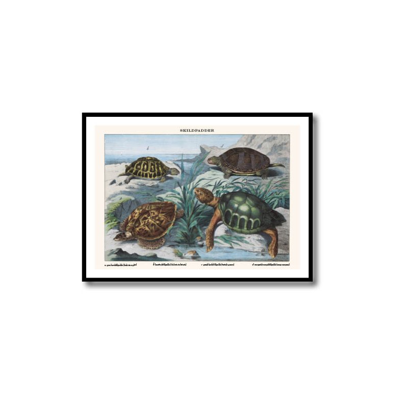 Natur plakat 50x70cm i ramme