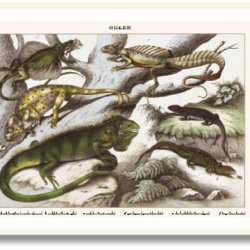 Natur plakat 50x70cm i ramme