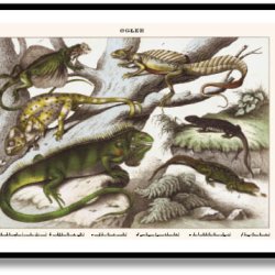 Natur plakat 50x70cm i ramme