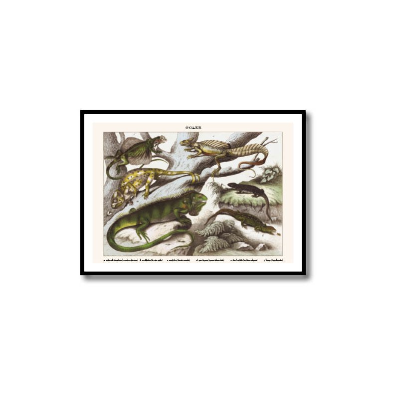 Natur plakat 50x70cm i ramme
