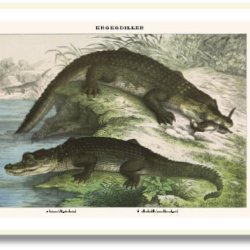 Natur plakat 50x70cm i ramme