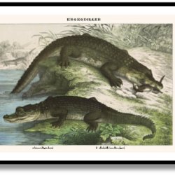 Natur plakat 50x70cm i ramme