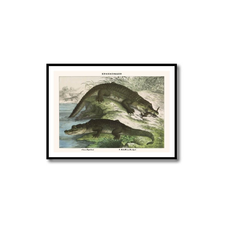 Nature poster 50x70cm in frame