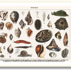 Nature poster 50x70cm in frame