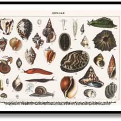 Nature poster 50x70cm in frame