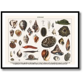 Nature poster 50x70cm in frame