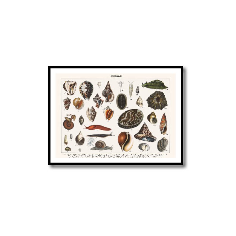 Nature poster 50x70cm in frame