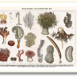 Nature poster 50x70cm in frame