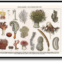 Nature poster 50x70cm in frame