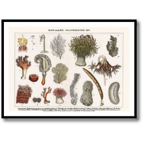 Natur plakat 50x70cm i ramme