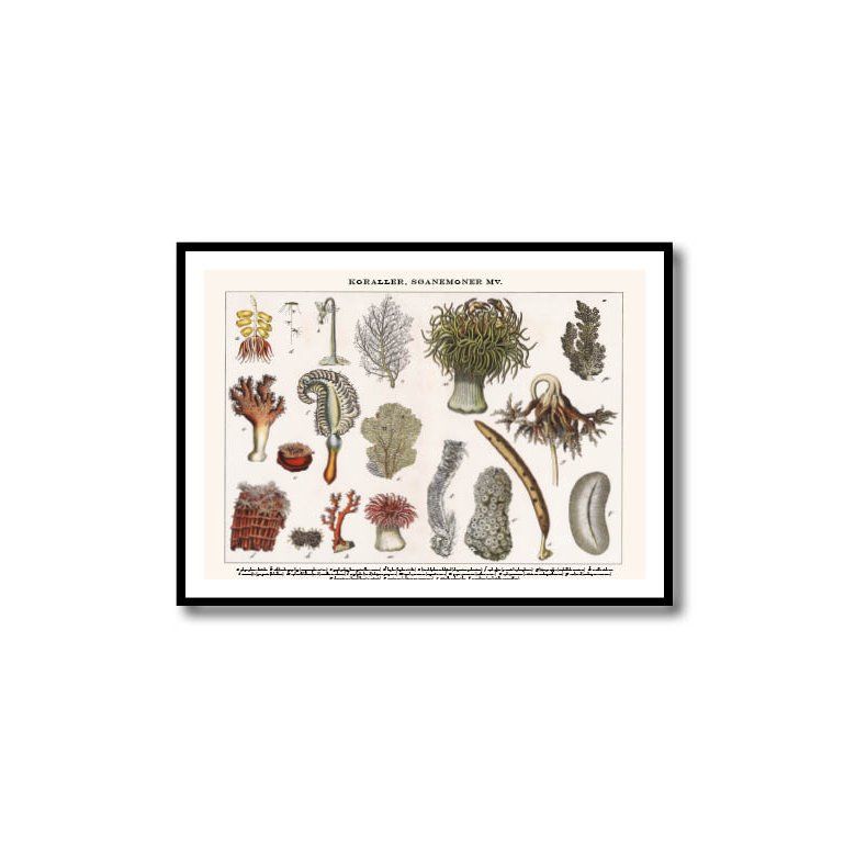 Natur plakat 50x70cm i ramme