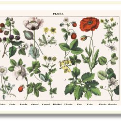 Nature poster 50x70cm in frame