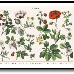 Nature poster 50x70cm in frame