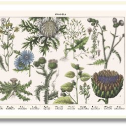 Nature poster 50x70cm in frame