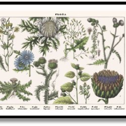 Nature poster 50x70cm in frame