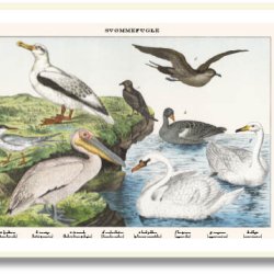 Natur plakat 50x70cm i ramme