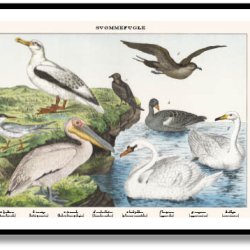 Natur plakat 50x70cm i ramme